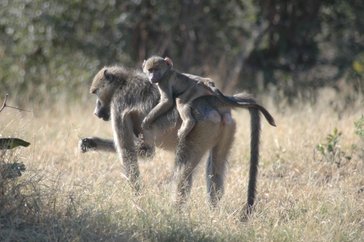 Piggyback ride 